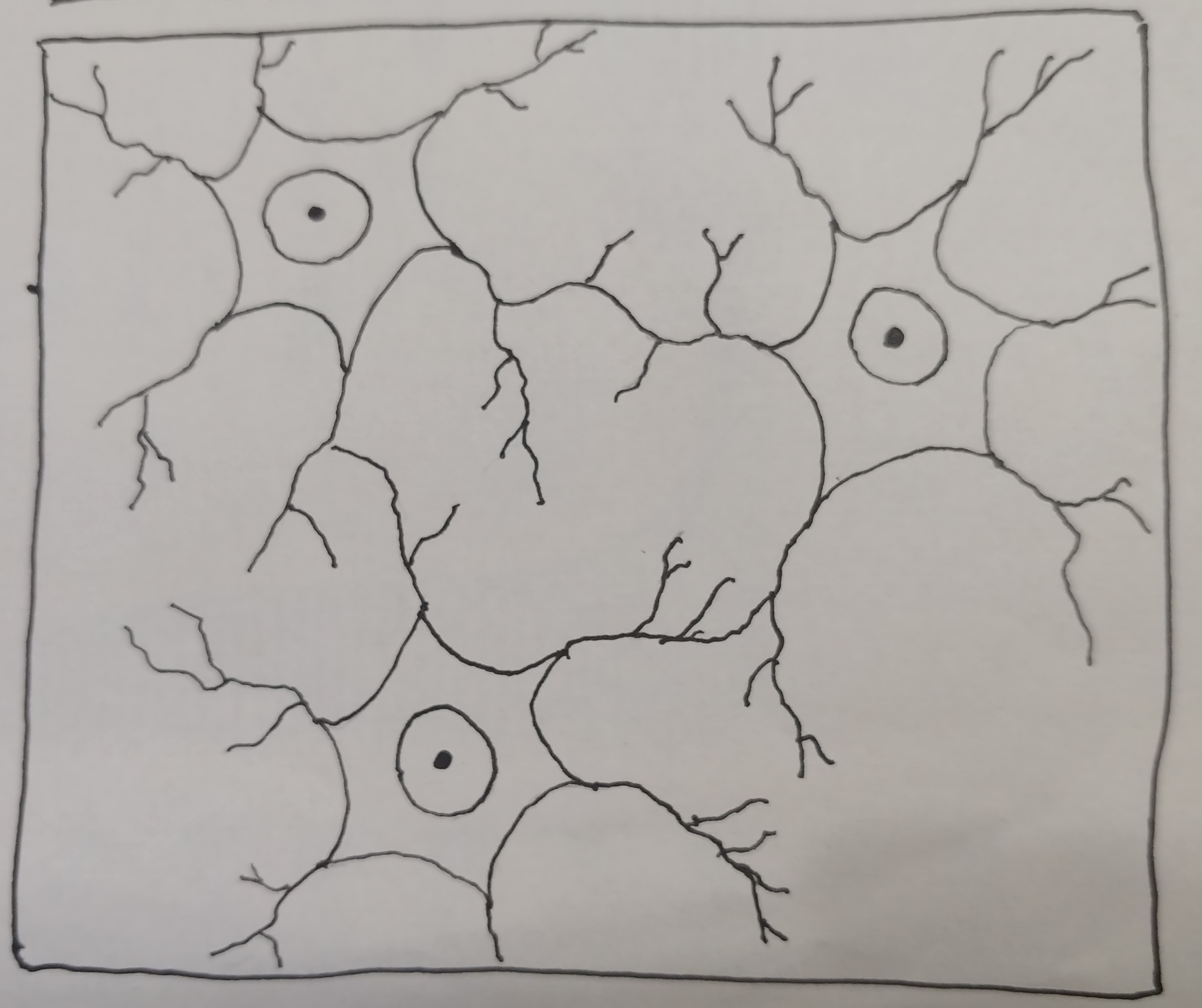 Brian neurons