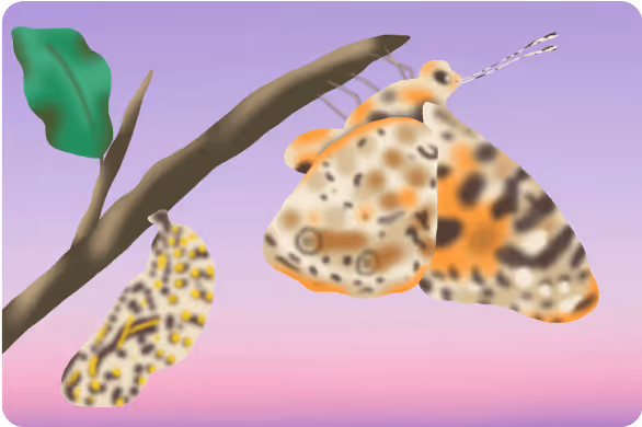 Cocoon and butterfly illustration
