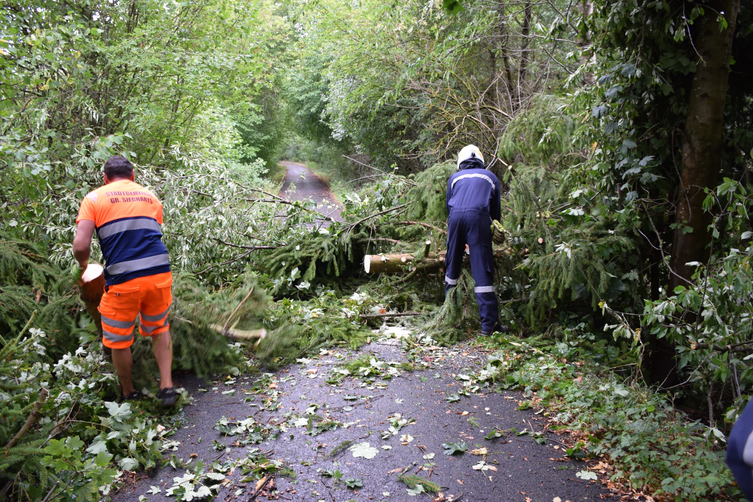 Baum über Radweg