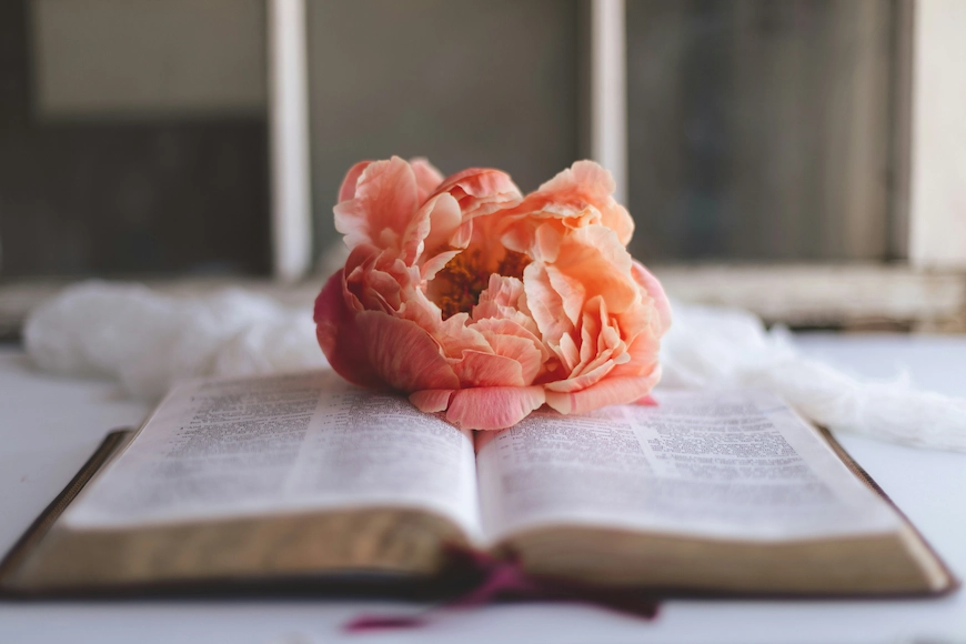 Open Bible with a pink rose