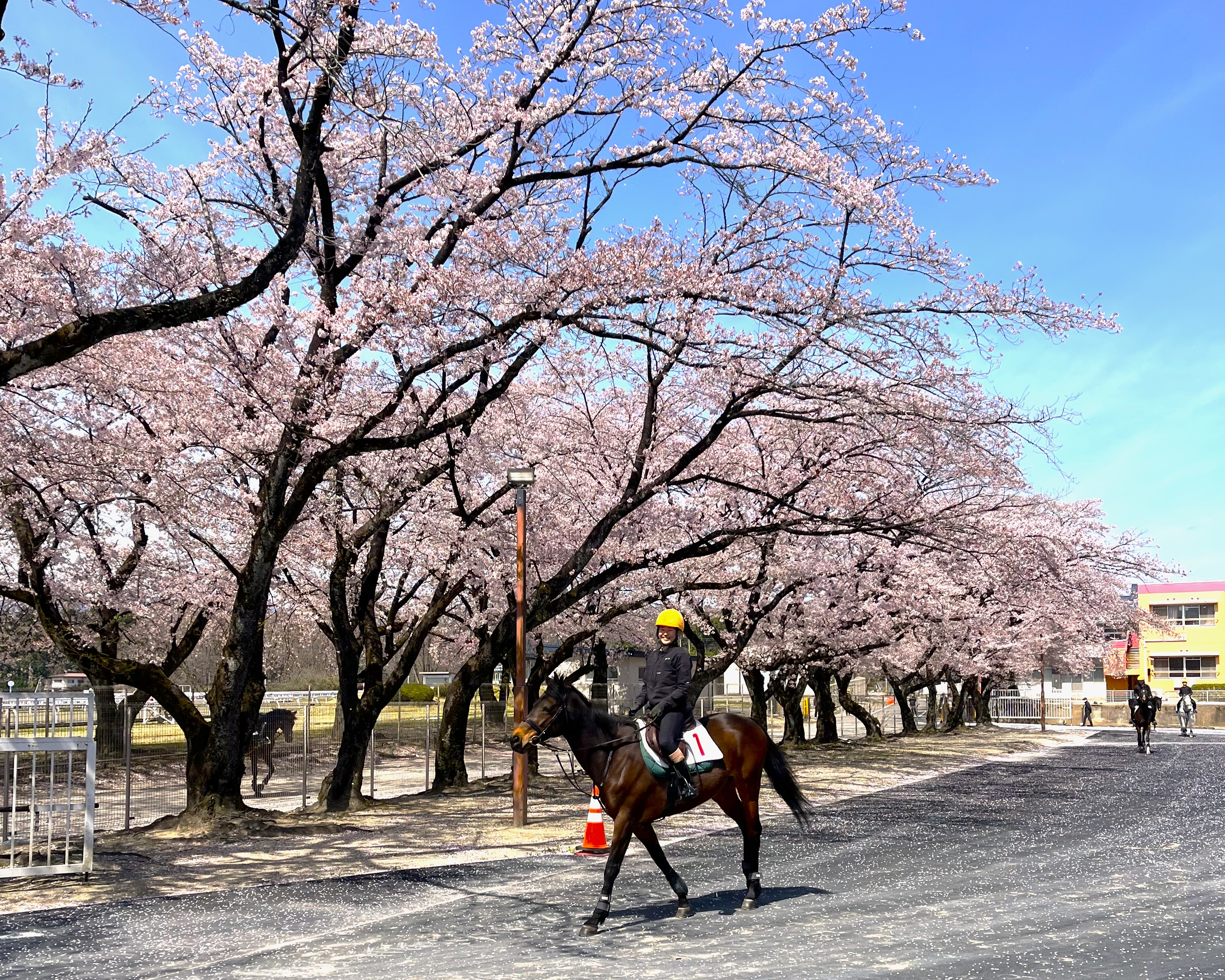 Cherry Blossom Avenue at the Racing Education Centre