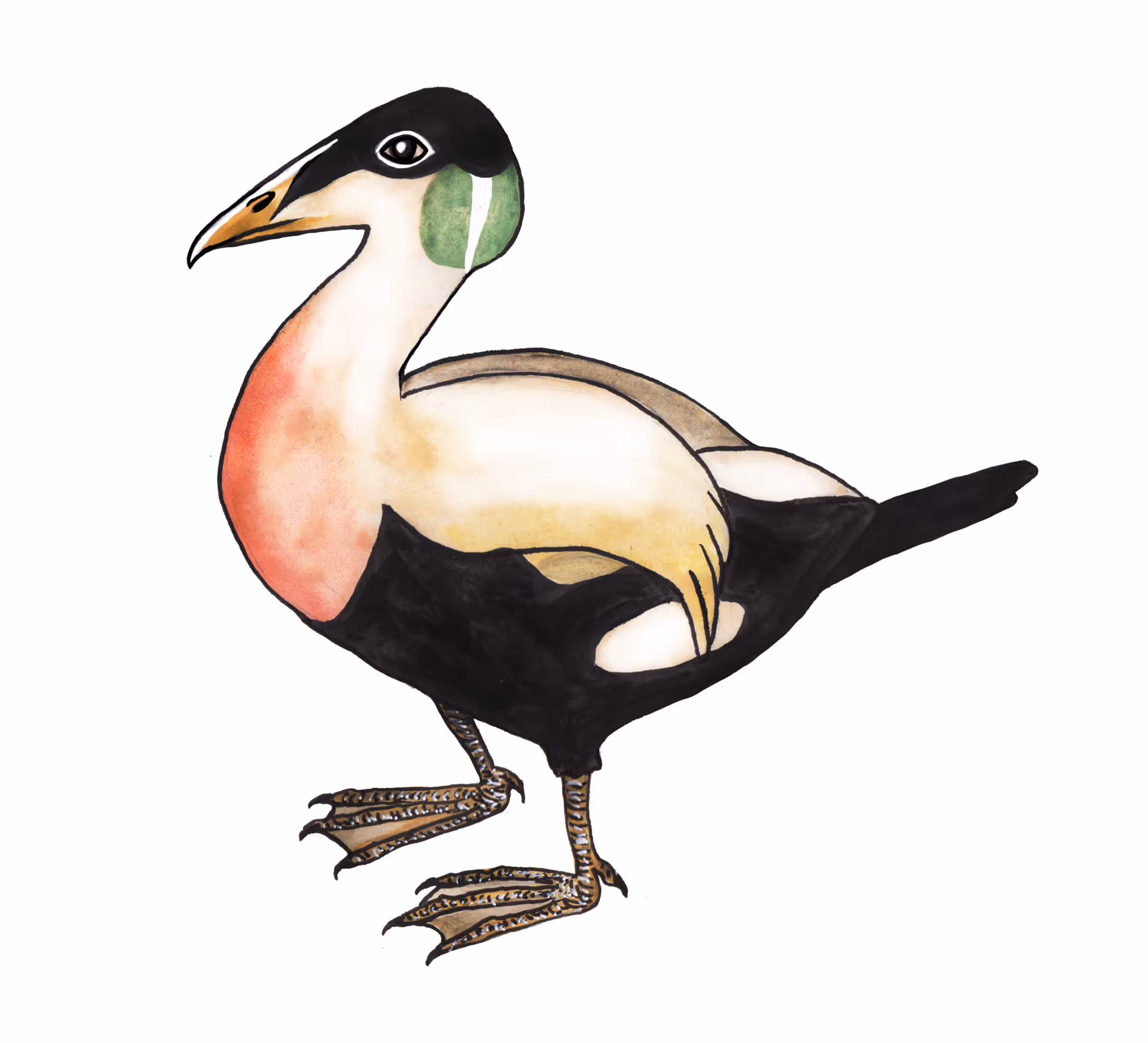 Eider