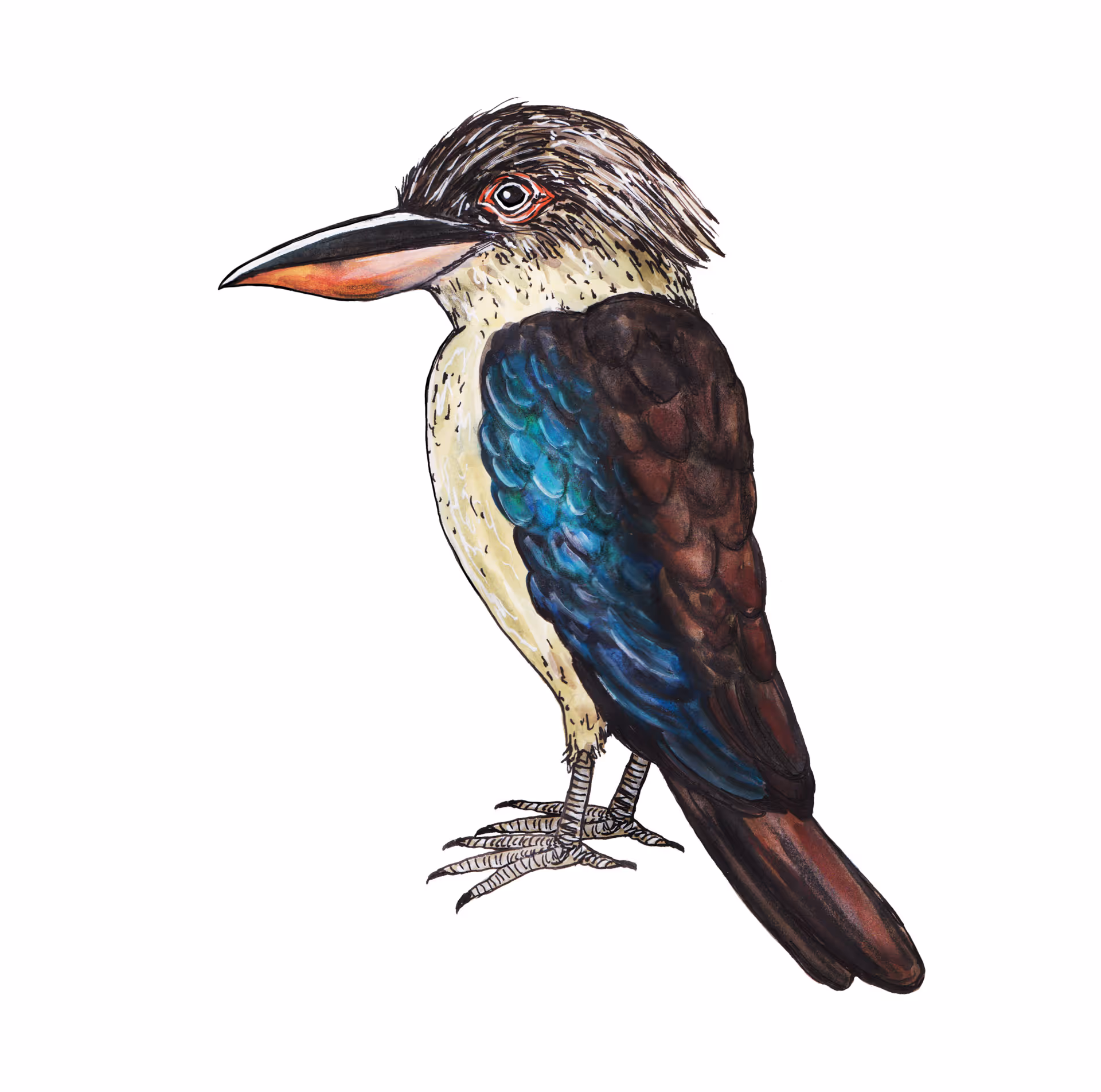 Kookaburra