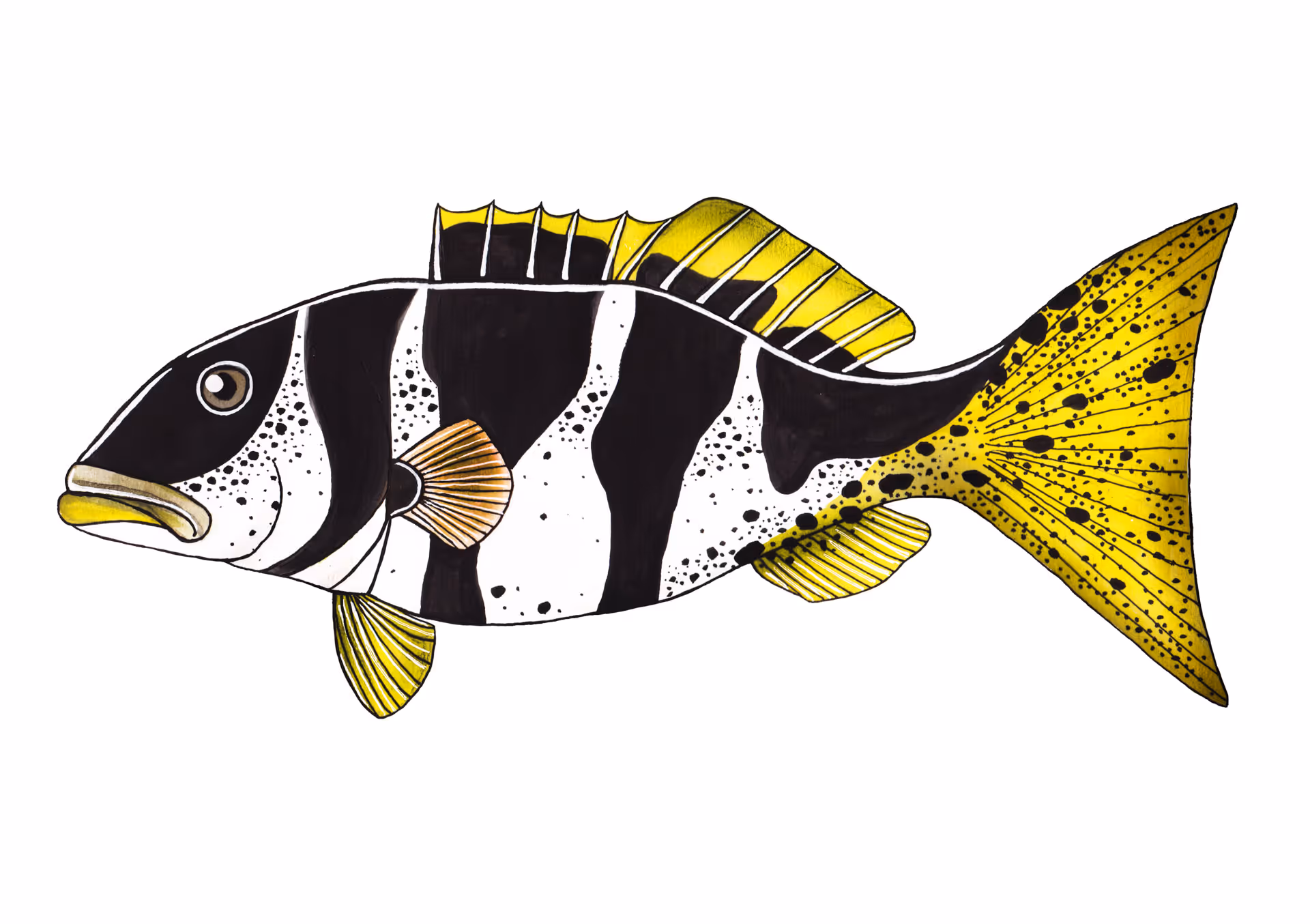 Zadelgrouper