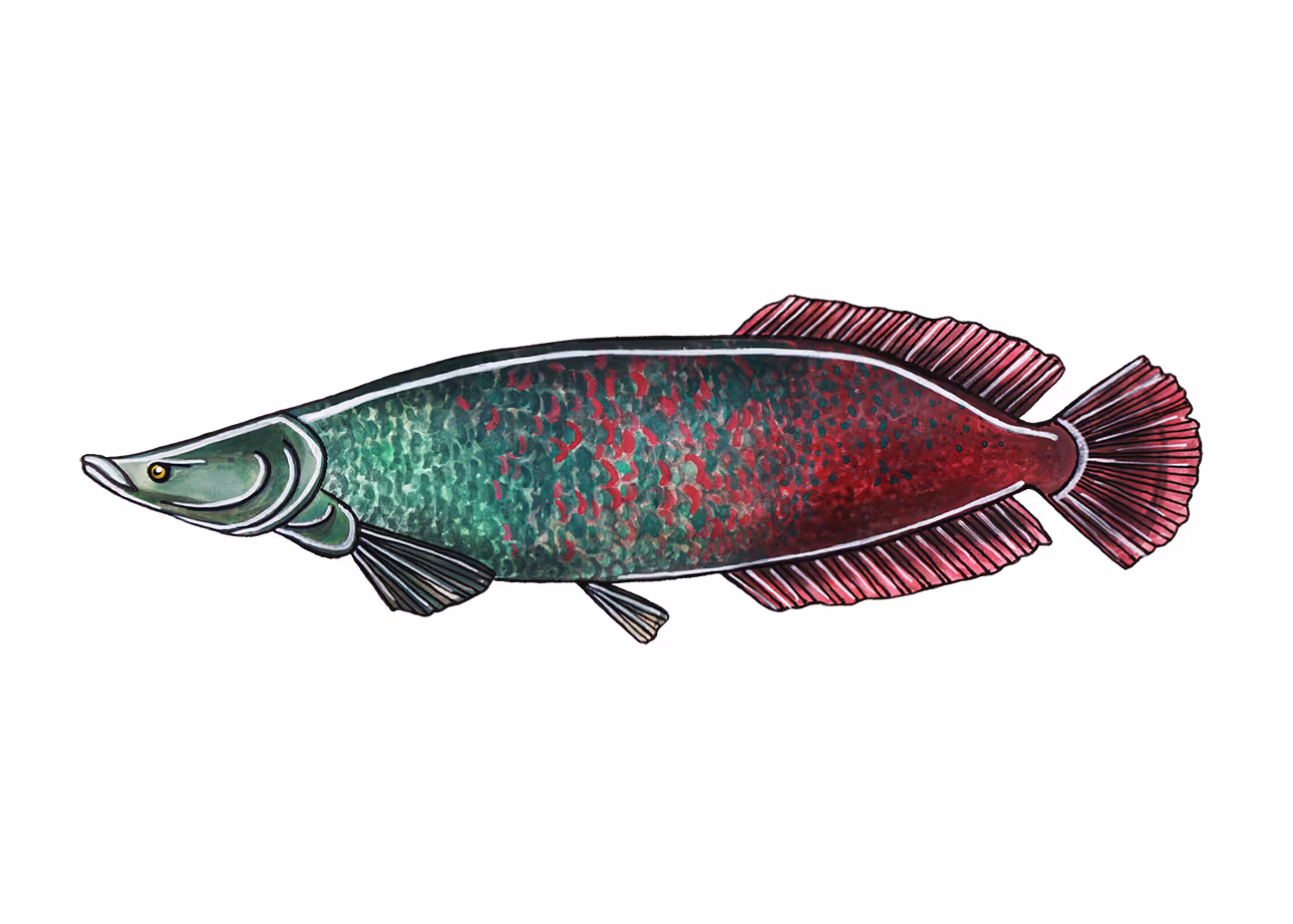 Arapaima