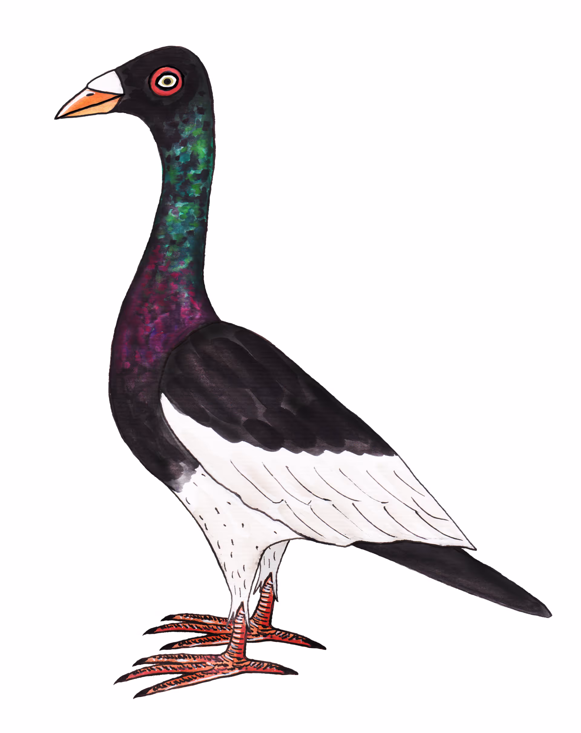 Black Magpie