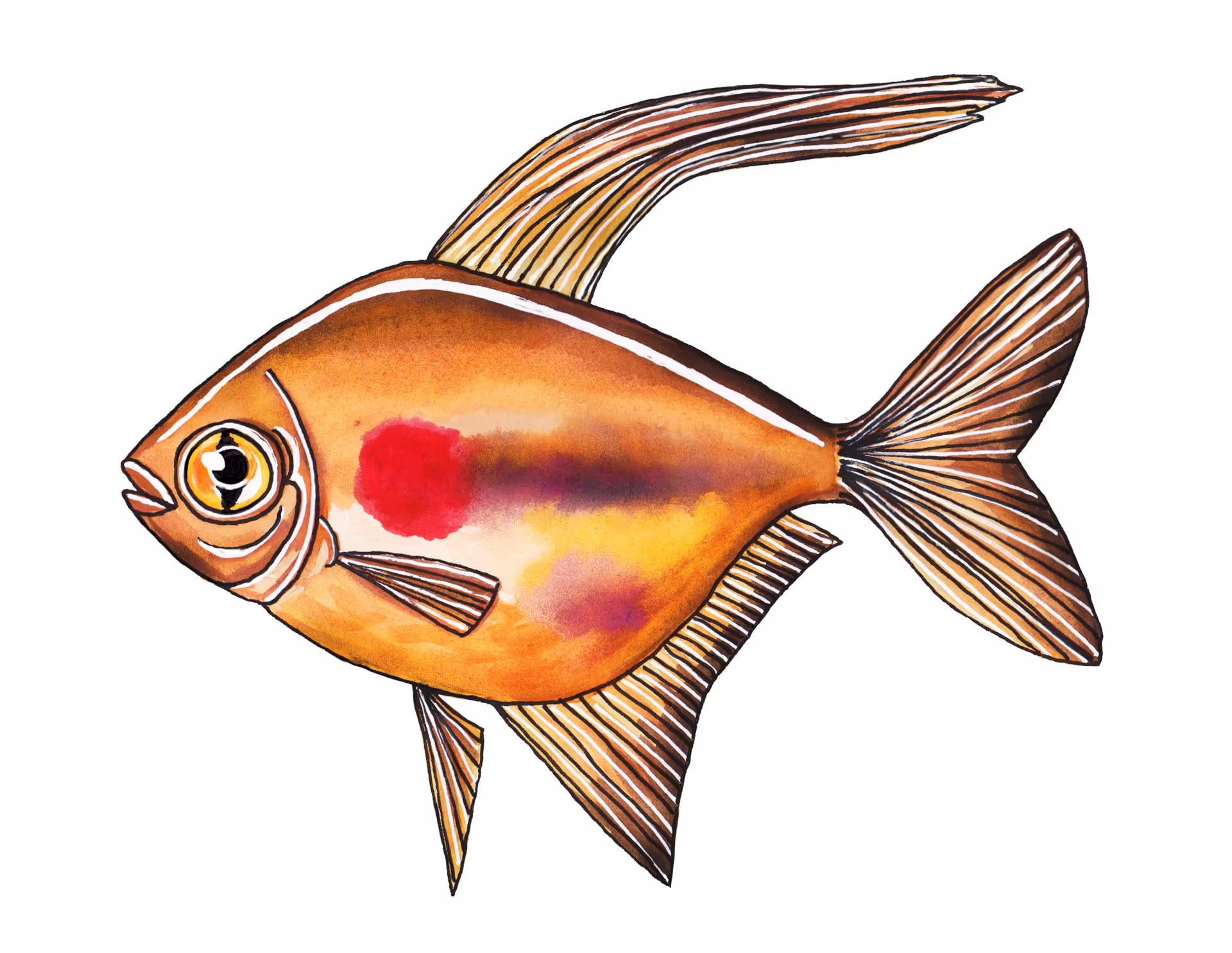 Bloedend Hart Tetra