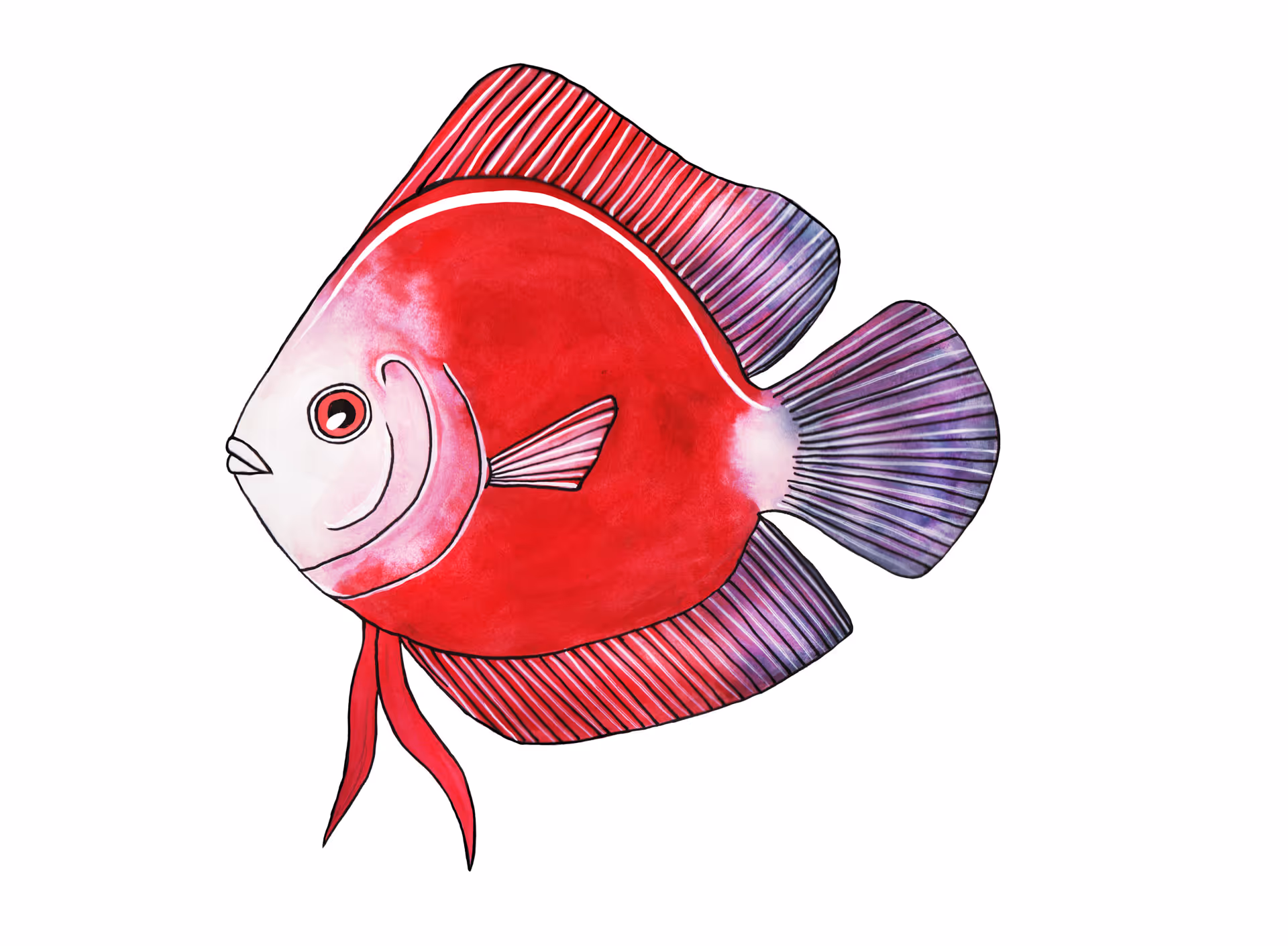 discus vis