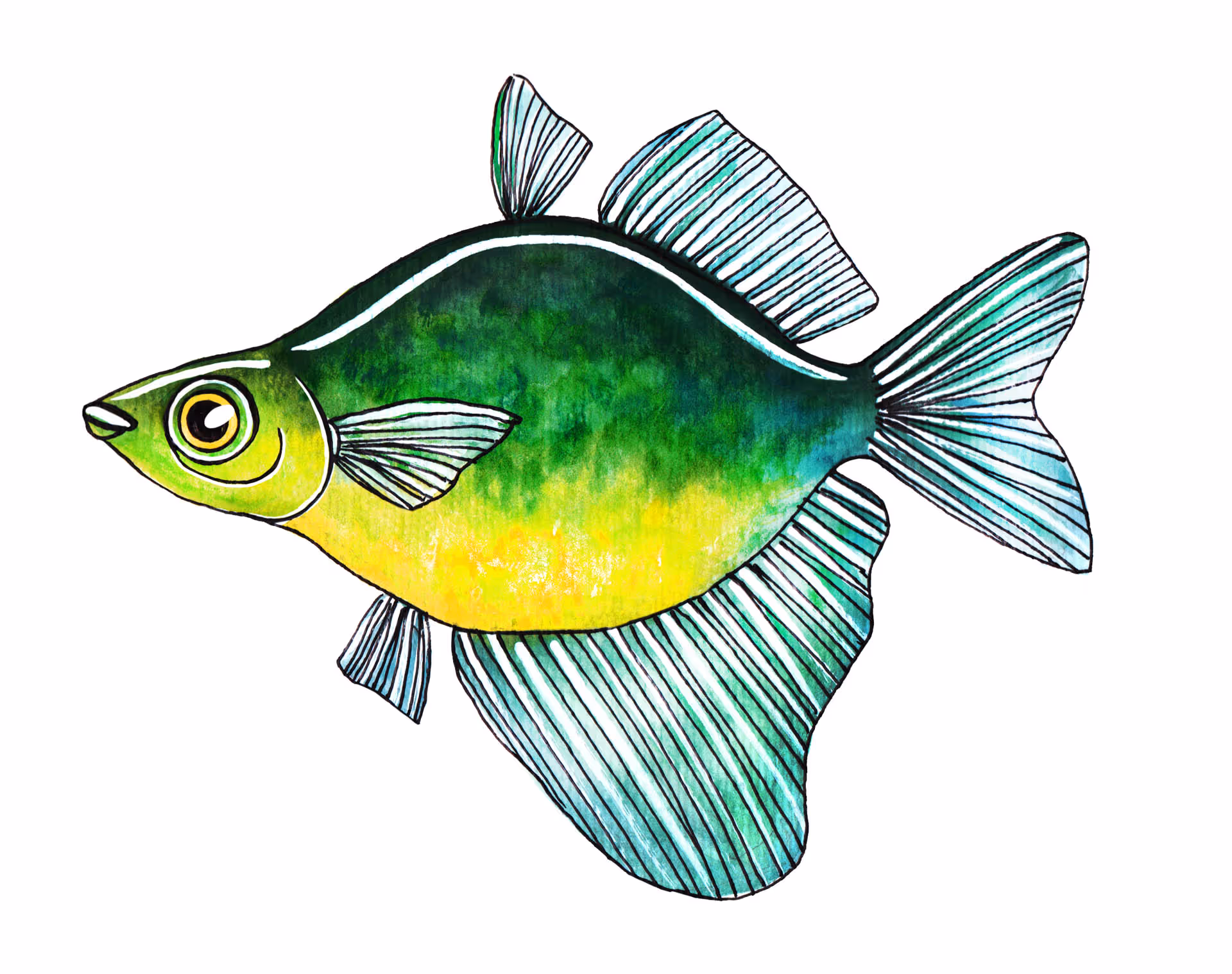 glessolepis wanamenis