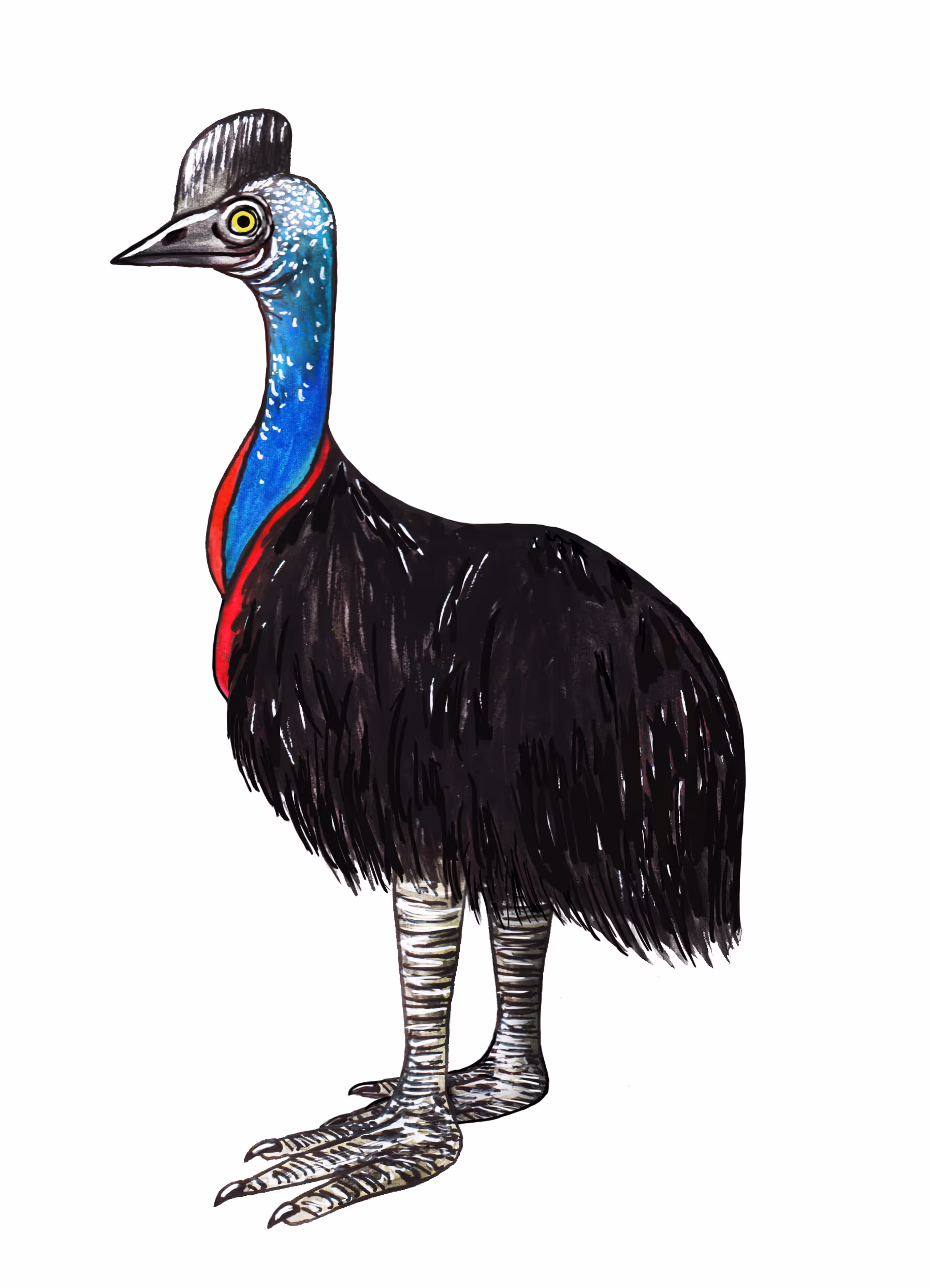 helmcasuaris