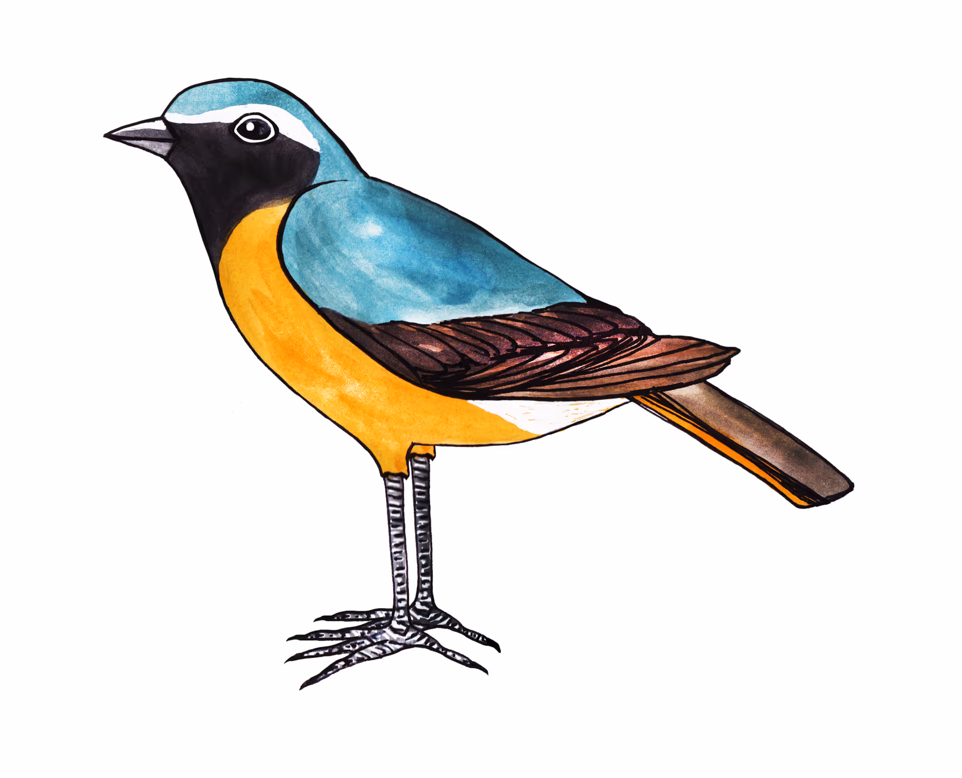 phoenicurus phoenicurus