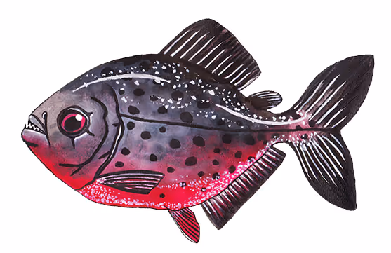 Piranha