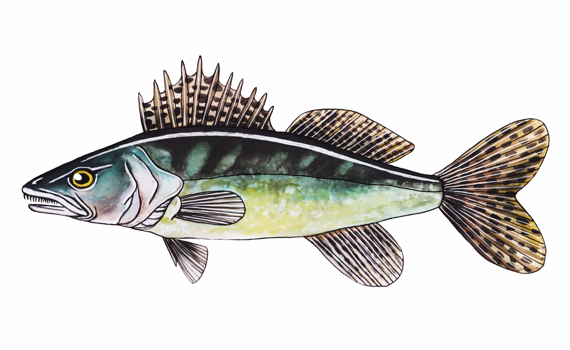 Snoekbaars