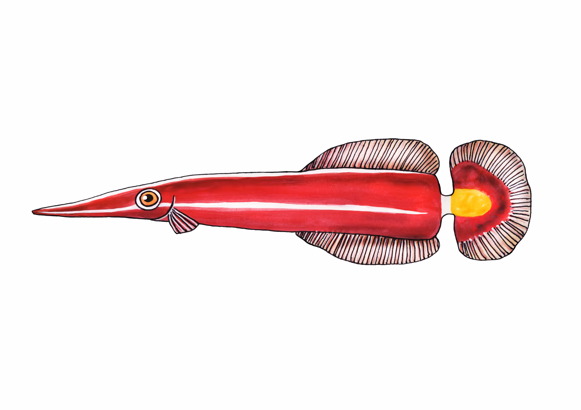 Diademichthys Lineatus