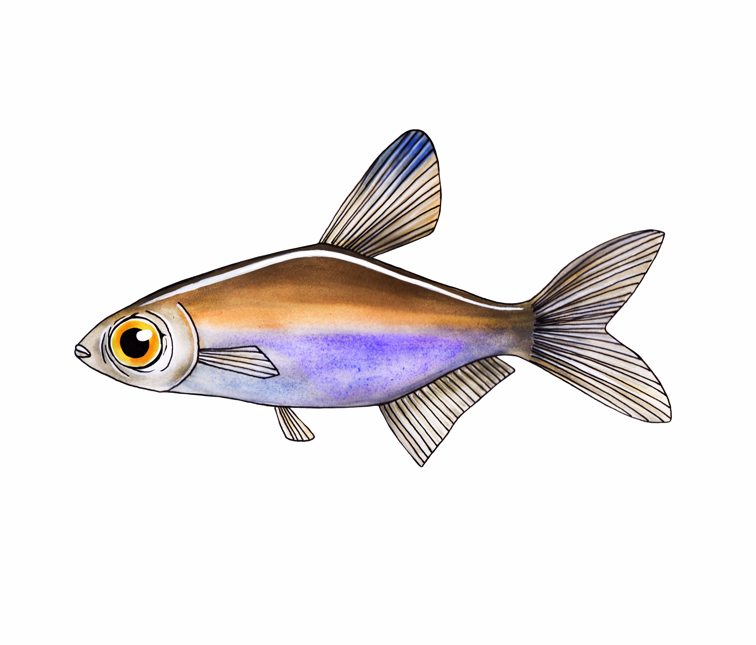 Peruviaanse Tetra