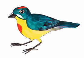 Roodgesterde Bloesemprikker