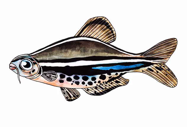 Brachydanio Nigrofasciatus