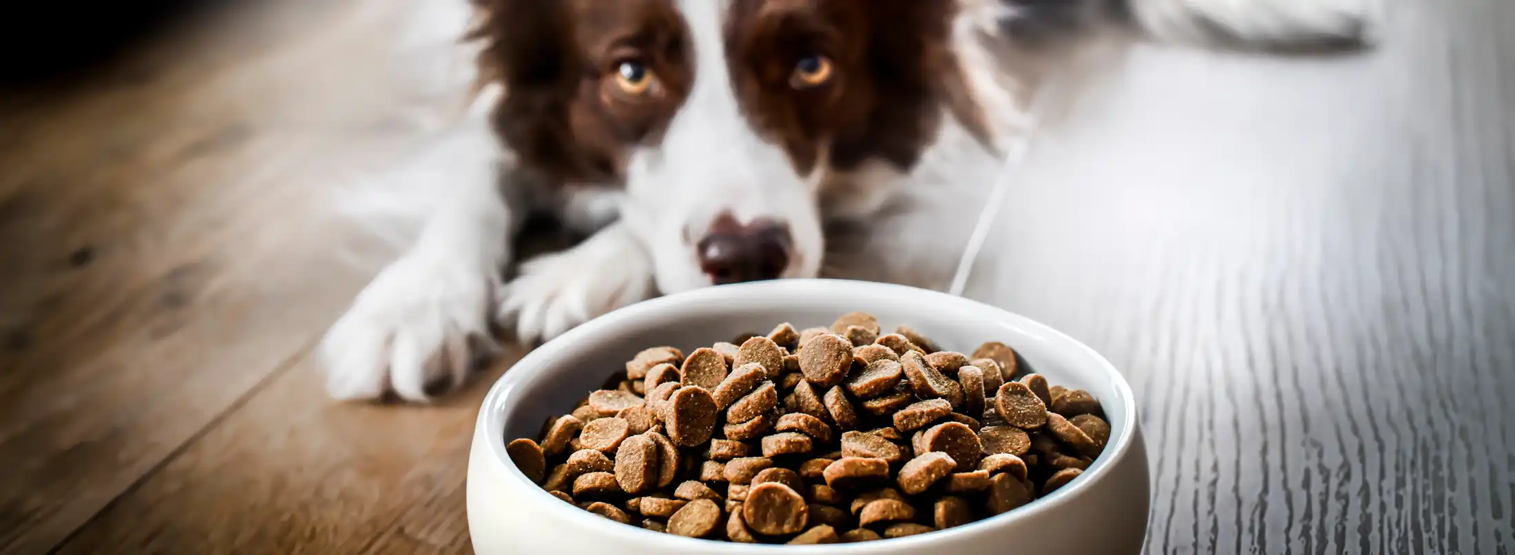 Quite possibly one of the most controversial topics in the dog industry....