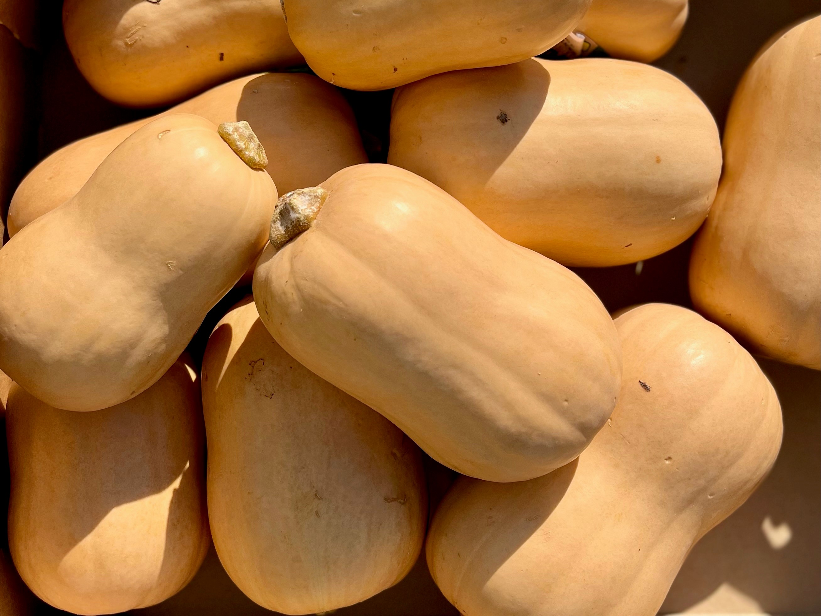 Bio-Butternut-Kürbis