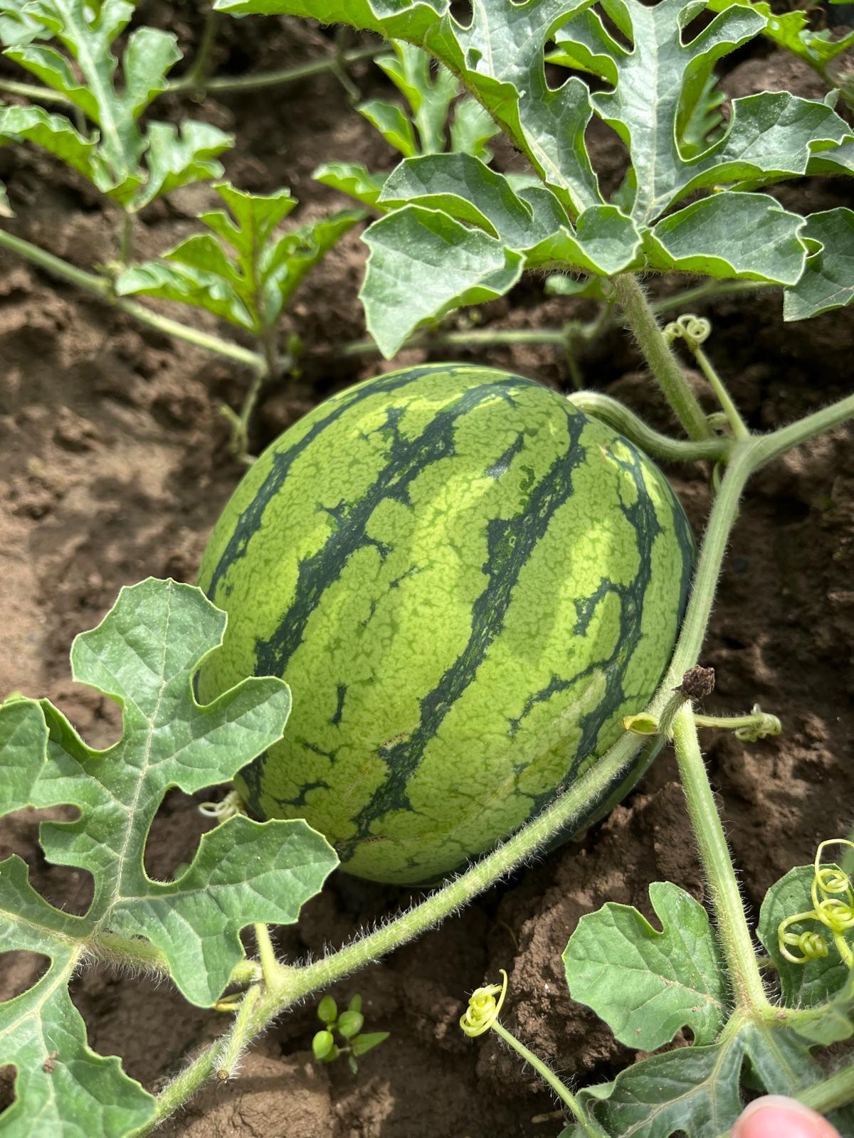 Bio Mini-Wassermelone