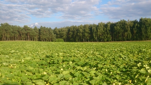 A kurbis pumpkin field with a forest in the background