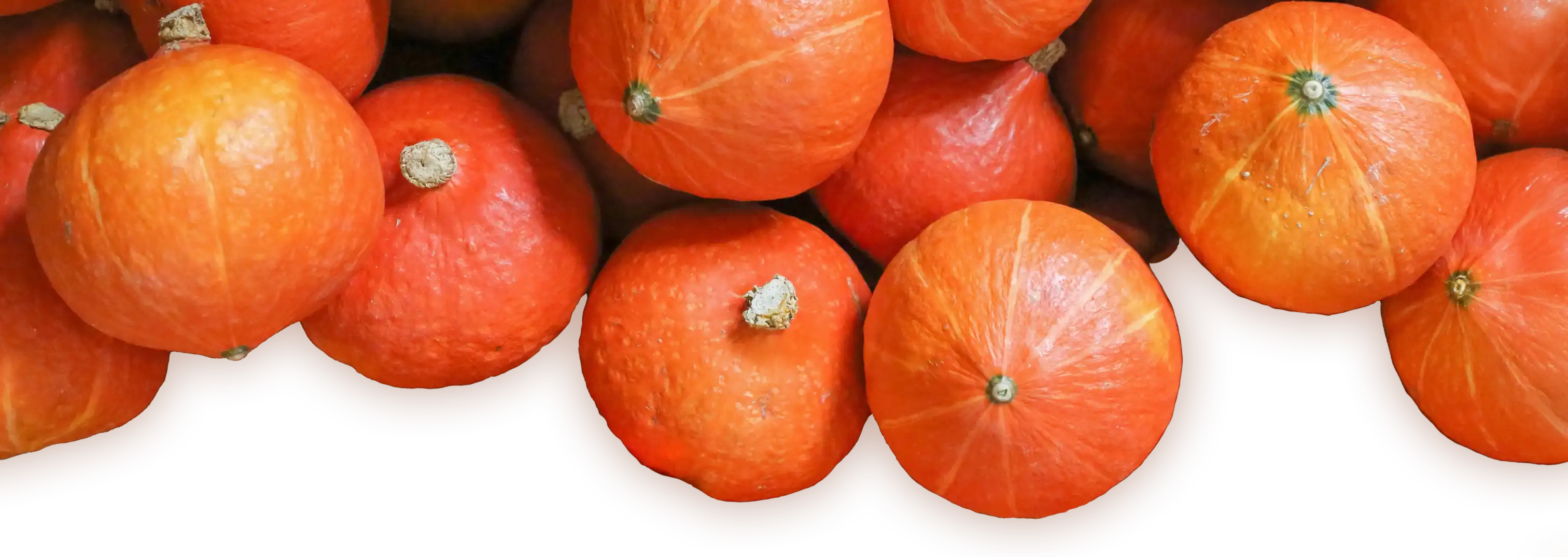 A kurbis pumpkin field with a forest in the background