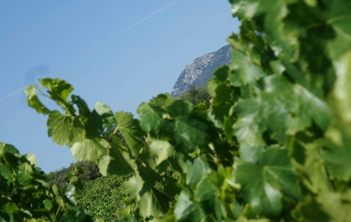 vignes de Pontevès du Chateau Carpe Diem