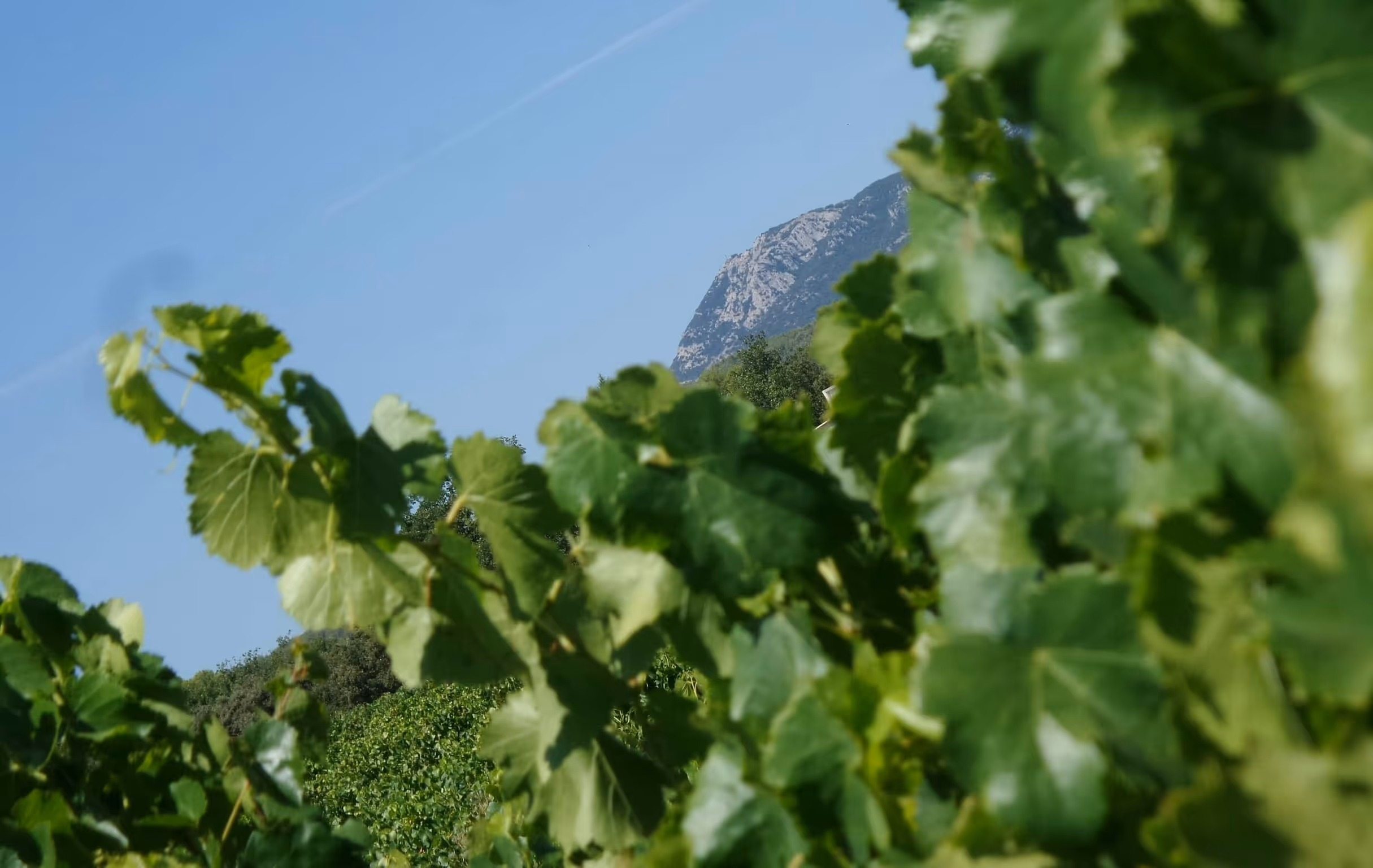 vignes de Pontevès du Chateau Carpe Diem