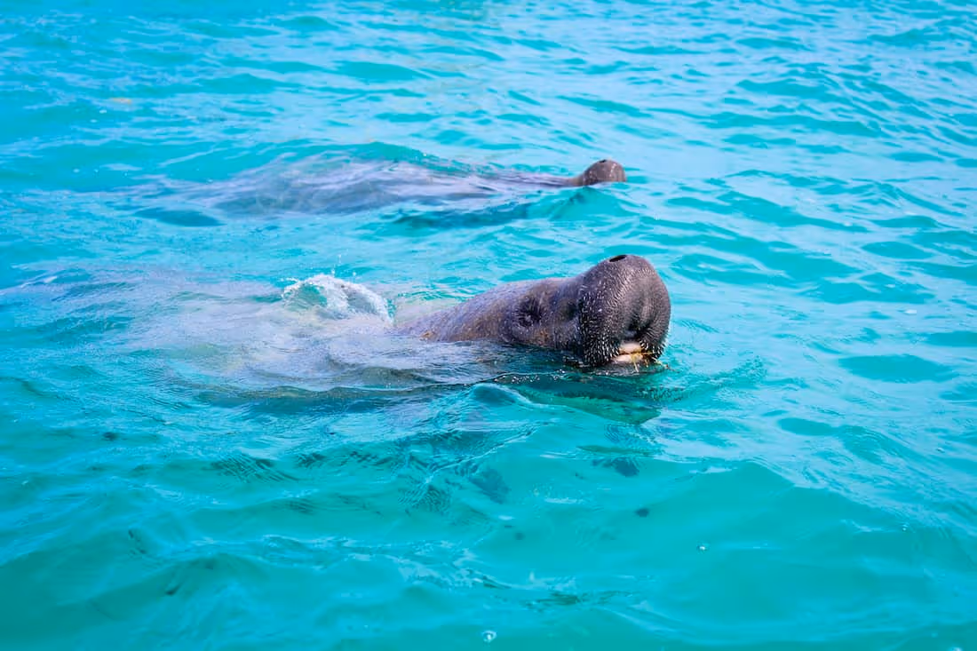 Spotting wildlife in Sian Ka’an mangroves, one of the eco-friendly things to do in Tulum
