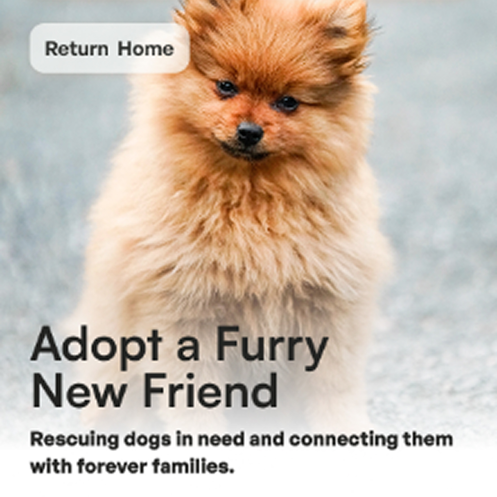 image of the Lucky Dog Rescue Orlando mobile adopt page