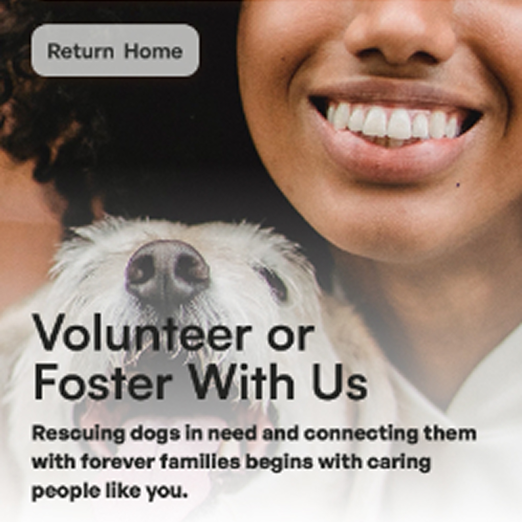 image of the Lucky Dog Rescue Orlando mobile volunteer page