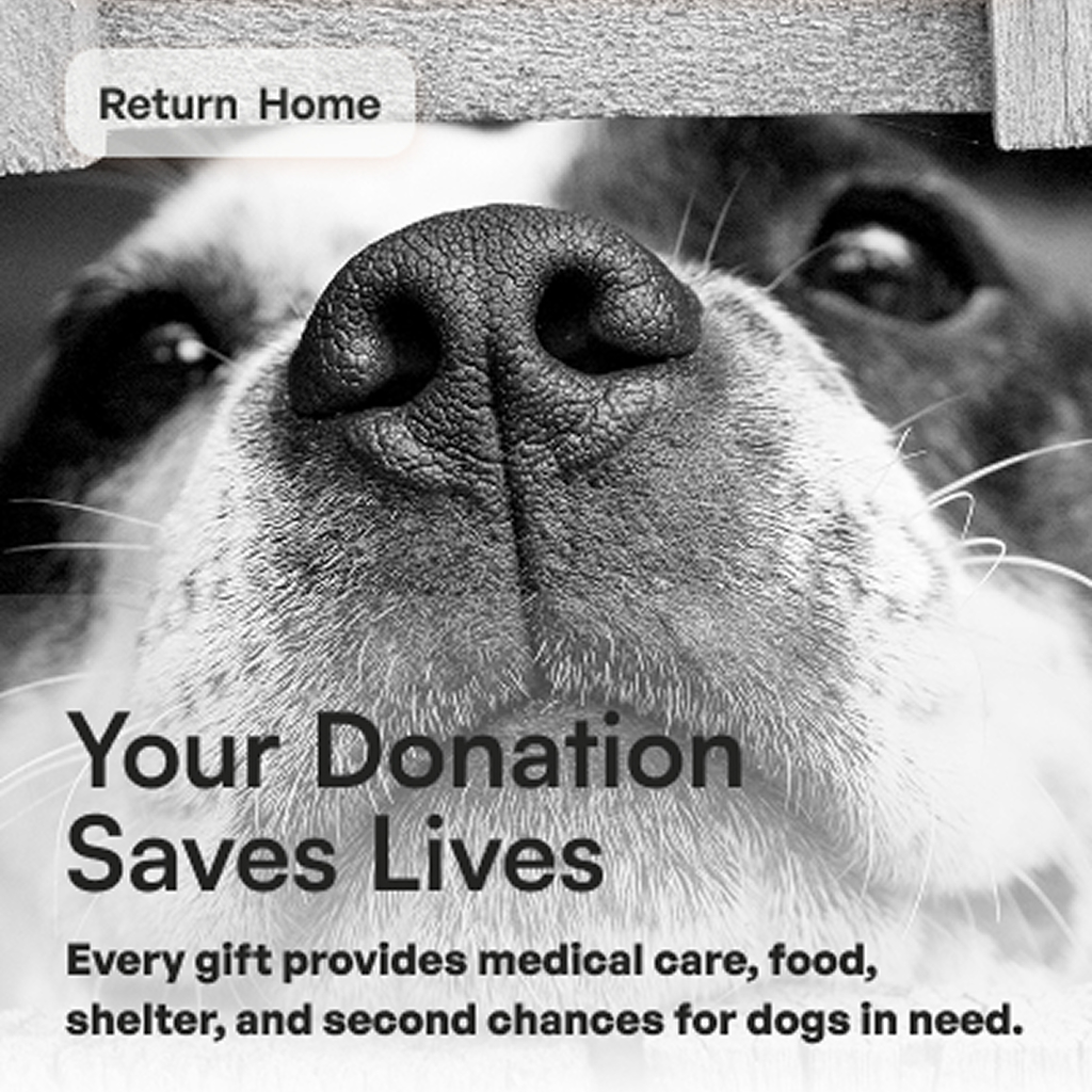 image of the Lucky Dog Rescue Orlando mobile donate page