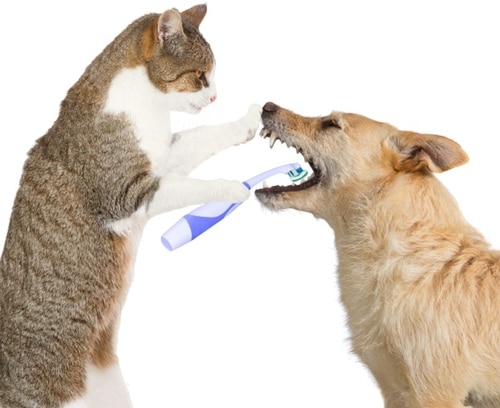 Cat brushing dog's teeth