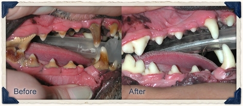 Before and After of dog's dental cleaning