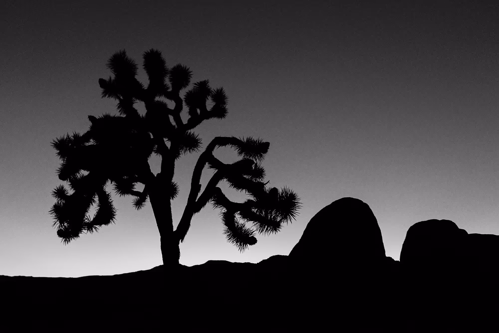 Joshua Tree B&W