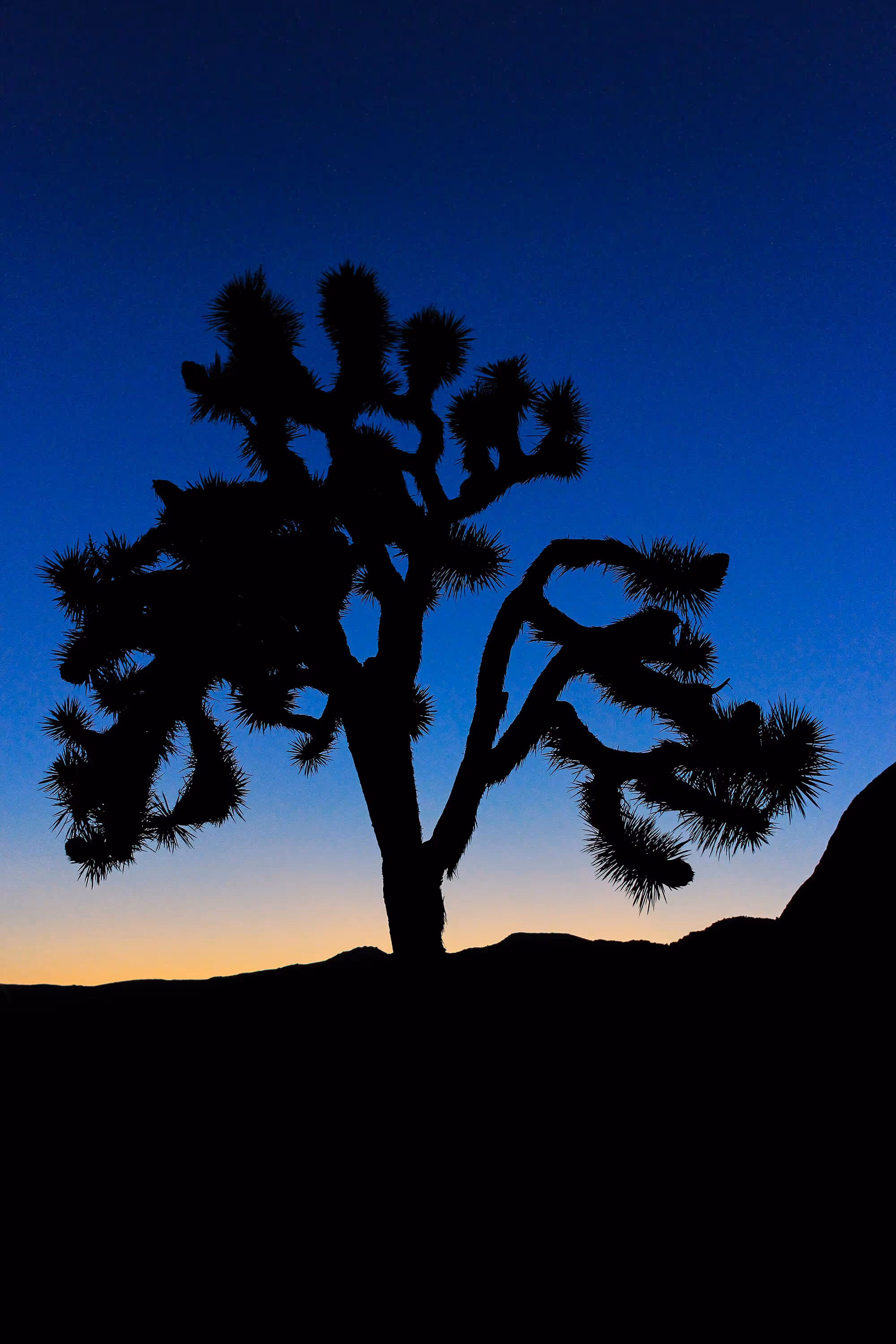 Joshua Tree Vertical