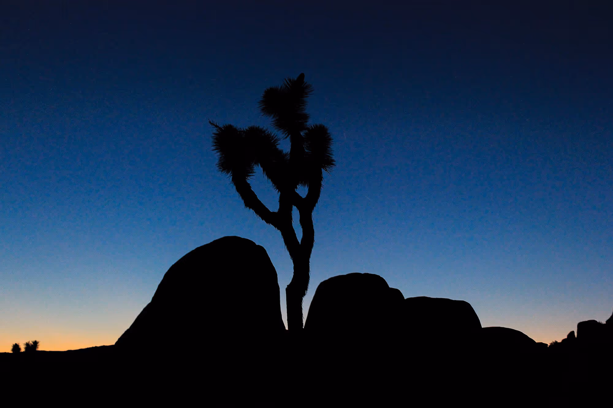 Joshua Tree Sunset