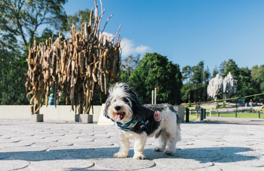 Yhteisöllinen markkinointi kannatti – elokuussa järjestetty World Dog Show palkittiin Helsinki Travel Award -tunnustuksella