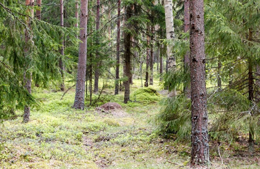 Kunnianosoitus luonnolle? Metsäyhtiöt mukana Joensuun torille kohonneen Siemenpuu -maamerkin rahoituksessa