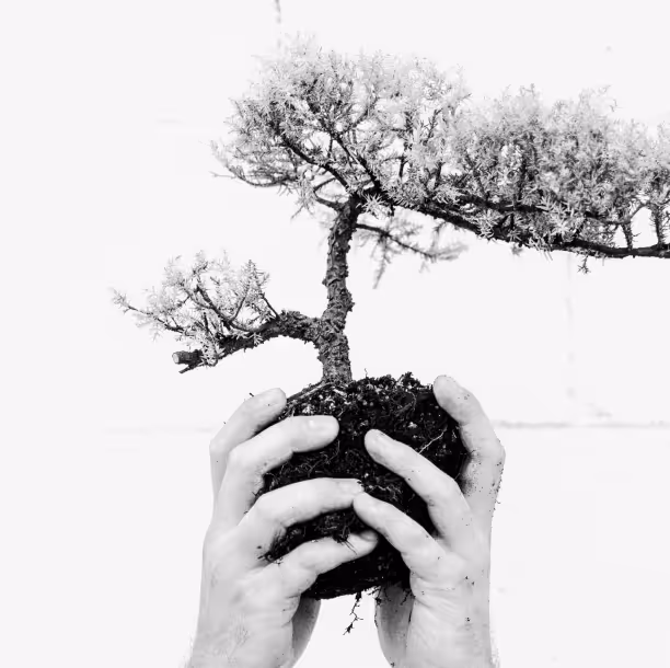 two hands holding a little tree