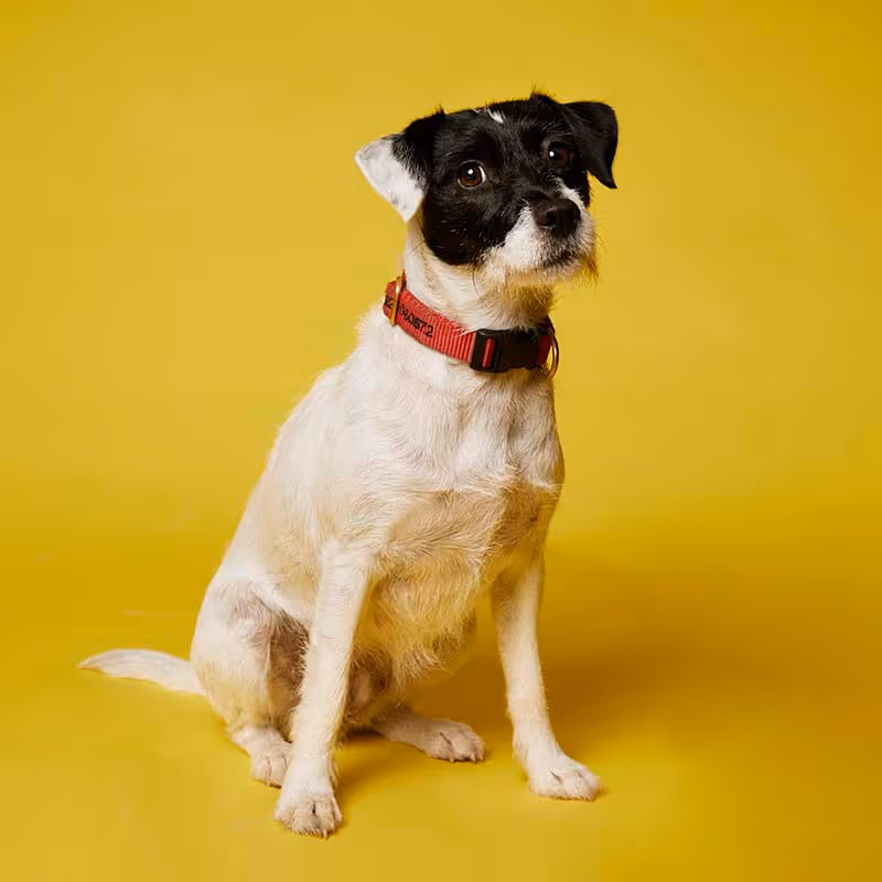 portret van Ruby de hond. Verantwoordelijk voor HR