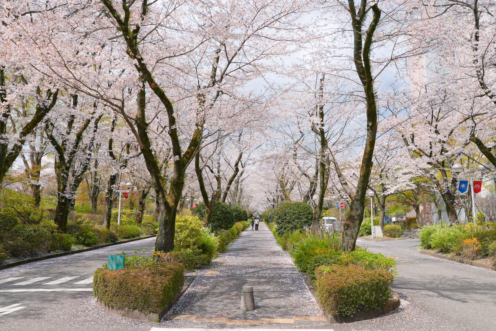 Soka University Campus