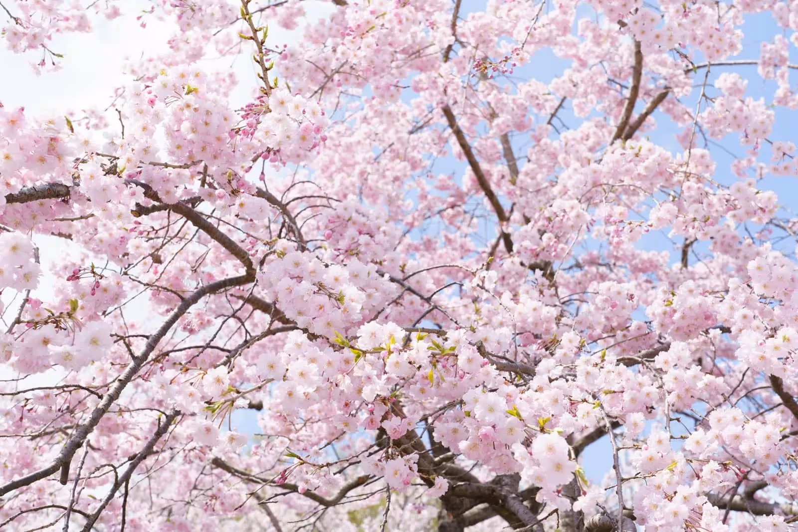 Soka University Campus