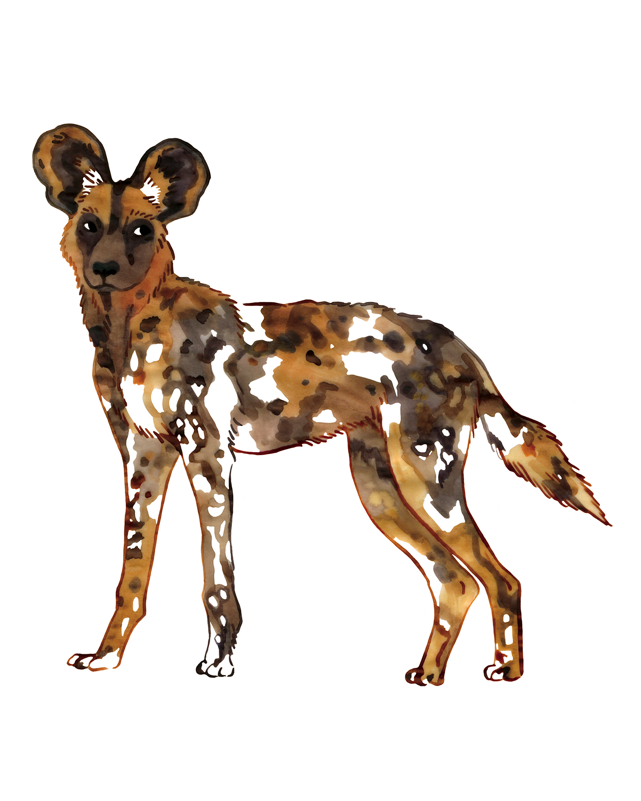 Illustration à l'aquarelle d'un lycaon