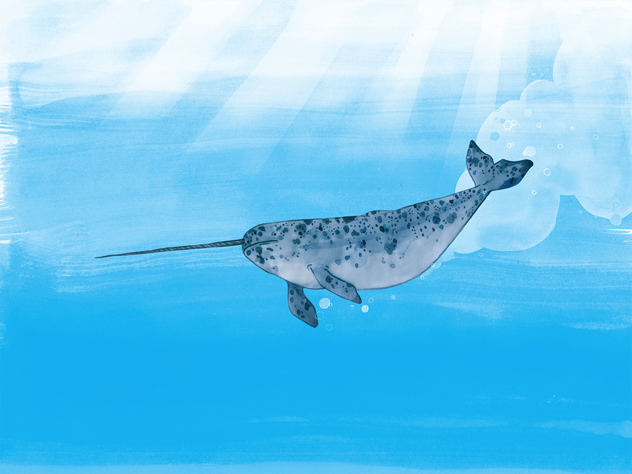 Illustration à l'aquarelle d'un narval