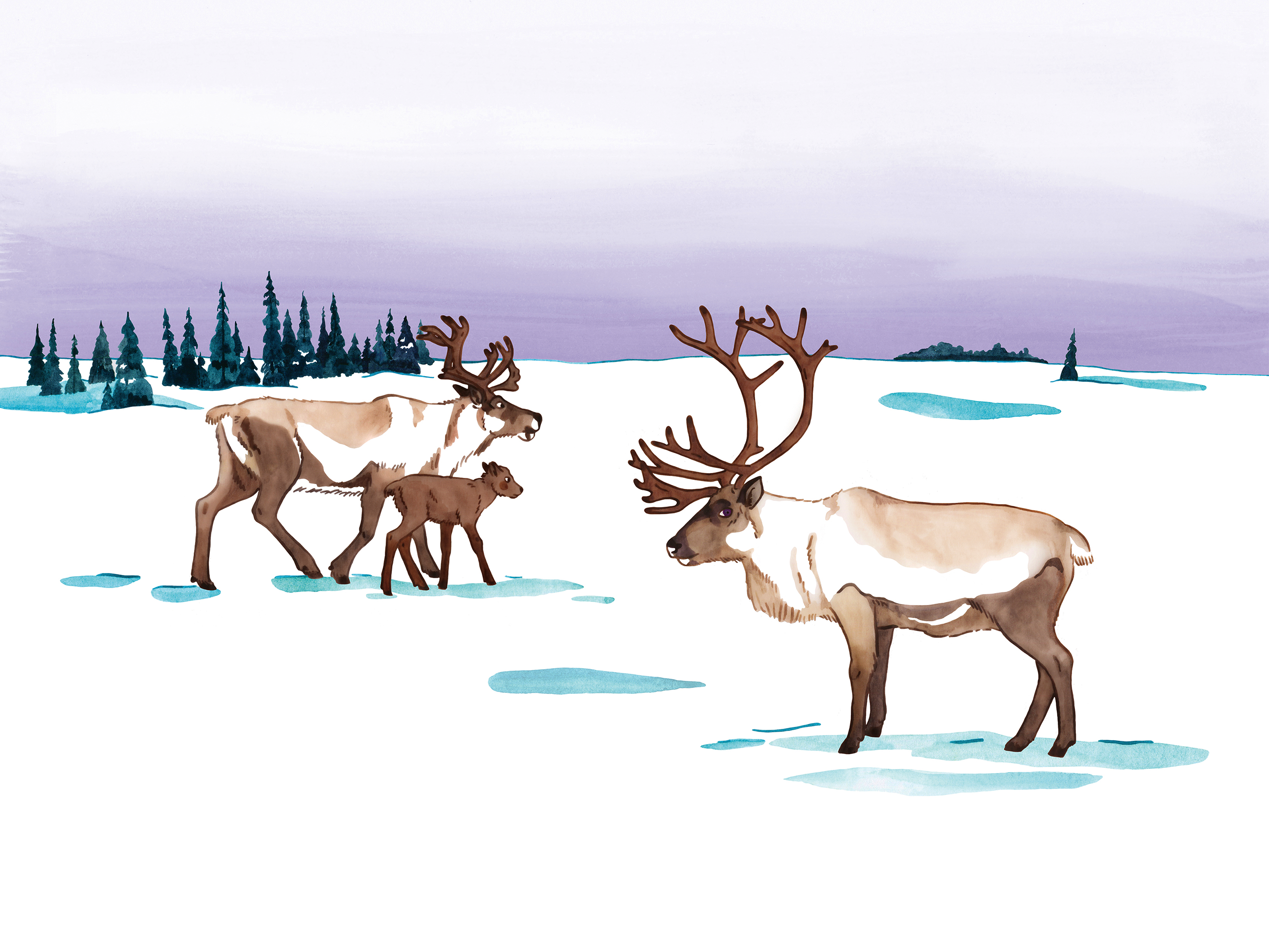 Watercolour full page illustration of a family of reindeers
