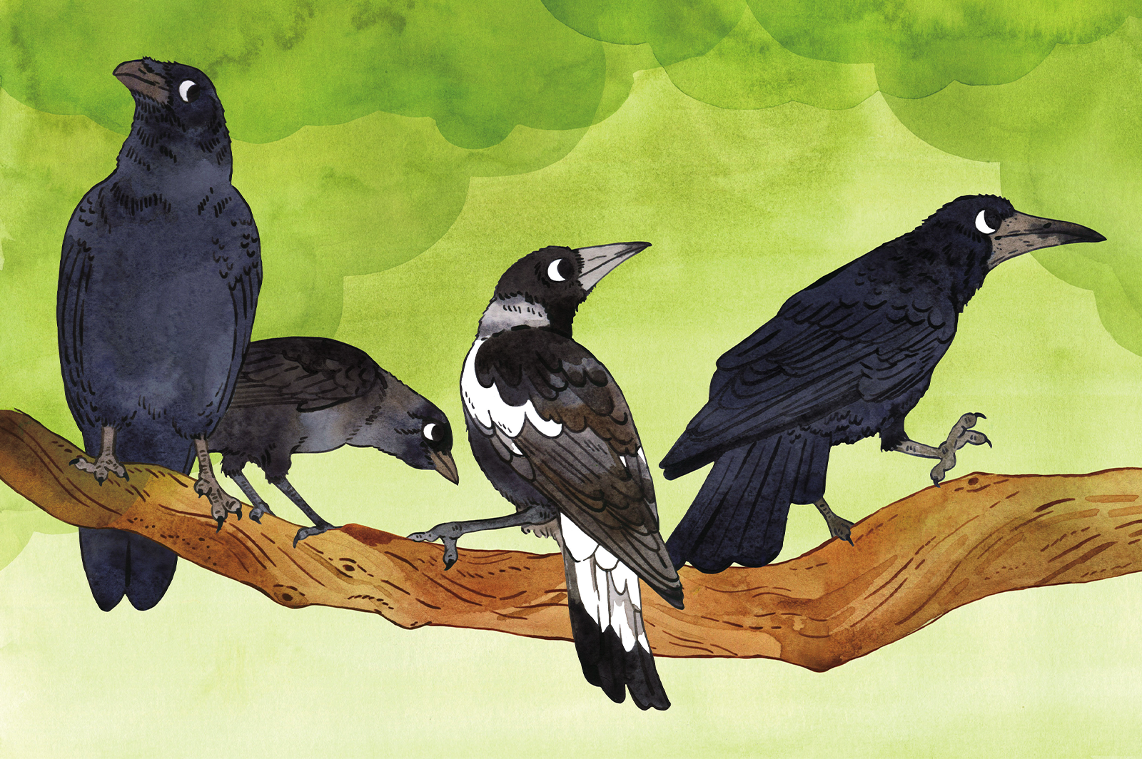 Watercolour illustration of a raven, a jackdaw, a magpie and a rook on a branch, looking curious.