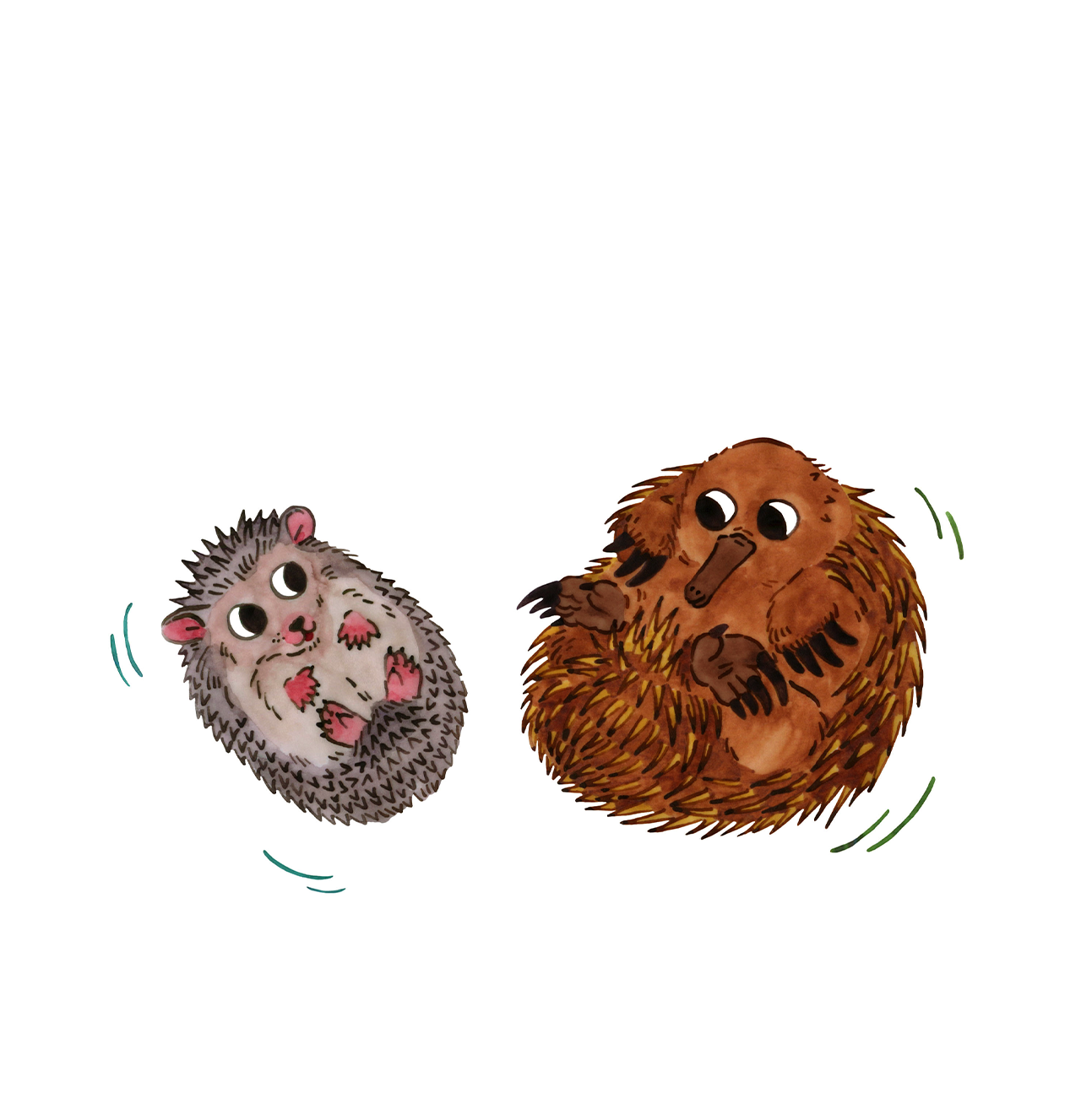 A playful illustration or a hedgehod and an echidna comparing their feet