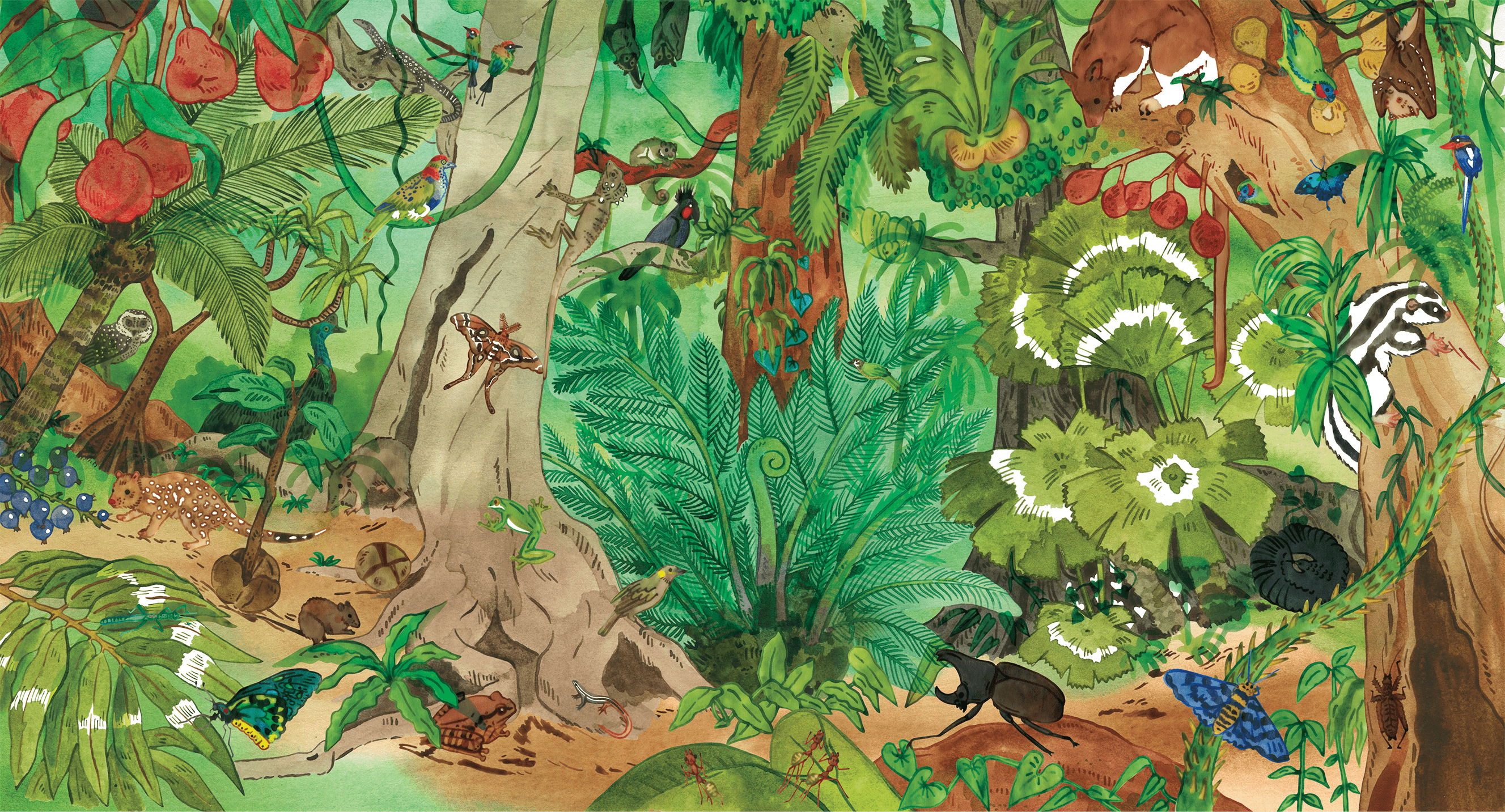 A colourful watercolour illustration of the Daintree Rainforest