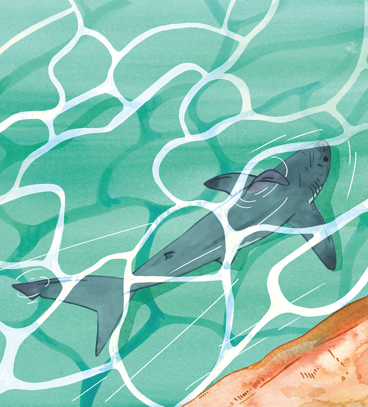 A great white shark swimming just under the surface.